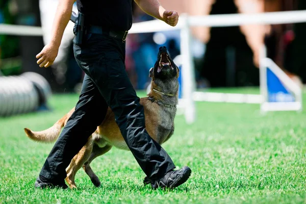 Polis köpeği Malinois polis adamın yanında yürüyor.