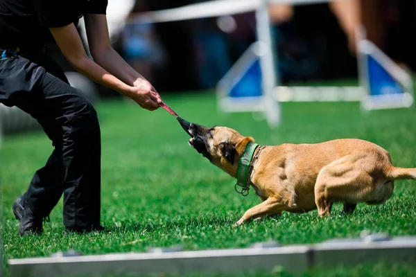 Service dog malinois plays during training