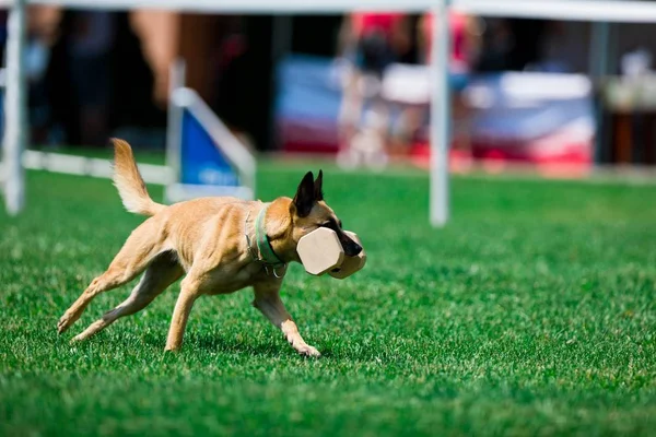 Service hond Mechelaar speelt tijdens de training — Stockfoto