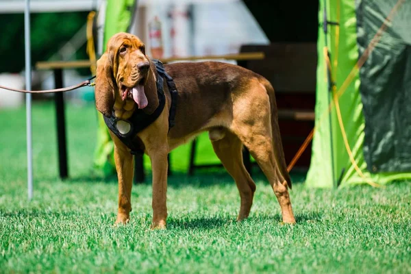 Bloodhound dog on lash — Stock Photo, Image