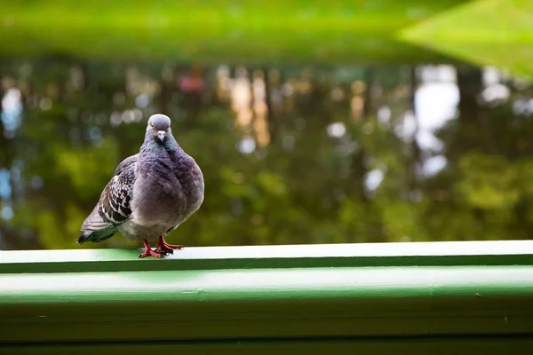 Pigeon sidder på gelænder i parken . - Stock-foto