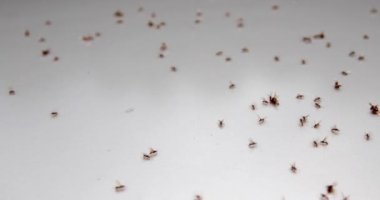 Beyaz arka planda her yöne rastgele hareket eden karıncaların istilası
