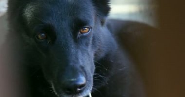 Siyah köpek namlu suyla detay sakince çit arkasında oturan, palings ile görünümü