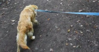 Doğal yolda yürüyen bir tasma üzerinde eski altın retriever köpek, güçlü çekme