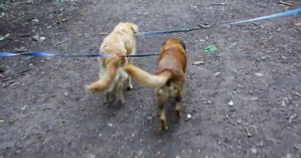 Zwei Alte Hunde Der Leine Gehen Zusammen Rückansicht — Stockvideo