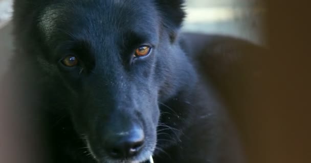 Detail Maulkorb Eines Schwarzen Hundes Der Ruhig Hinter Zaun Sitzt — Stockvideo