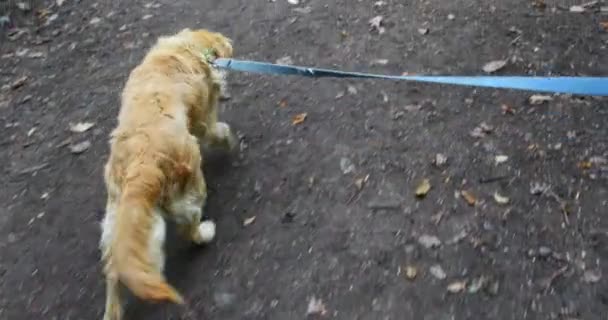 自然の道を歩くリードに古いゴールデンレトリバー犬 強い牽引 — ストック動画