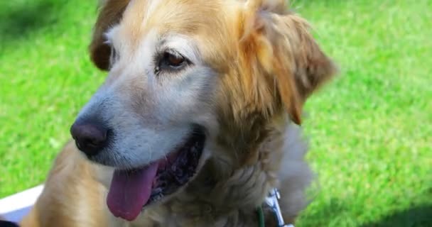 Vista Detalhada Sobre Uma Cabeça Velho Cão Golden Retriever Apenas — Vídeo de Stock