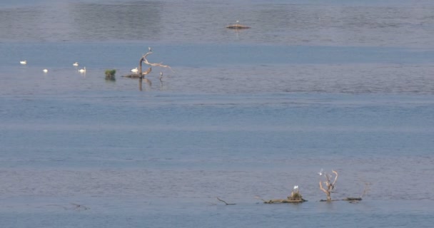 Gaivotas Cisnes Outras Aves Lago Seu Ambiente Natural Imagens Telefoto — Vídeo de Stock