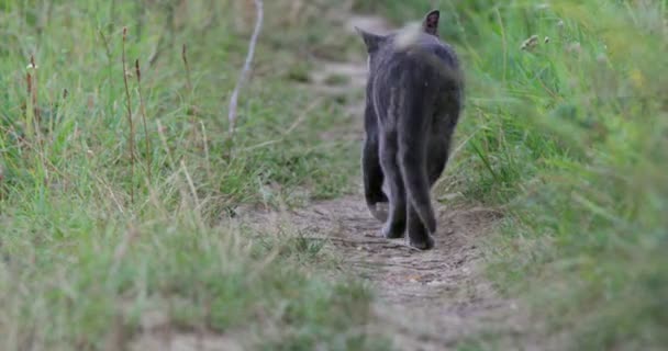 Černá Kočka Kráčí Pryč Ohlédnout Dálkové Záběry — Stock video