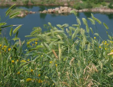Yeşil spikelets, çim ve arka planda bir göl ve taşların küçük sarı çiçekler