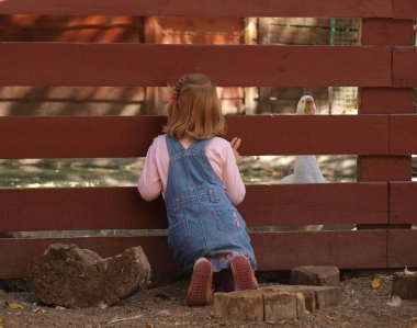 pembe bir kazak ve denim sundress küçük kız beyaz kaz kırmızı bir çit bakar