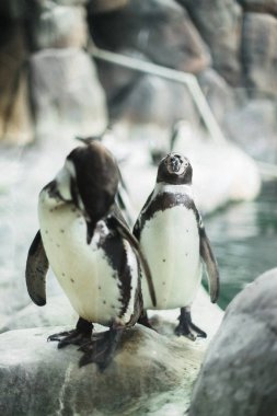 Bir penguen kameranın diğer penguenler ile bakan bir hayvanat bahçesi