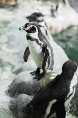 Bir penguen kameranın diğer penguenler ile bakan bir hayvanat bahçesi