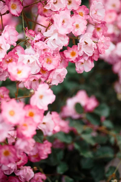 Bellissimo dettaglio di profumati fiori dell'orto botanico — Foto Stock
