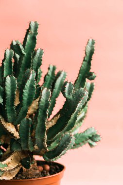 Turuncu arka plana doğal ışık üzerine yeşil kaktüs