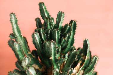Turuncu arka plana doğal ışık üzerine yeşil kaktüs