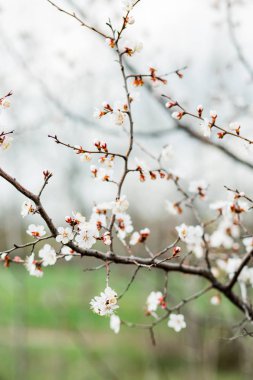 İlkbaharda güzel çiçekli kayısı ağacı