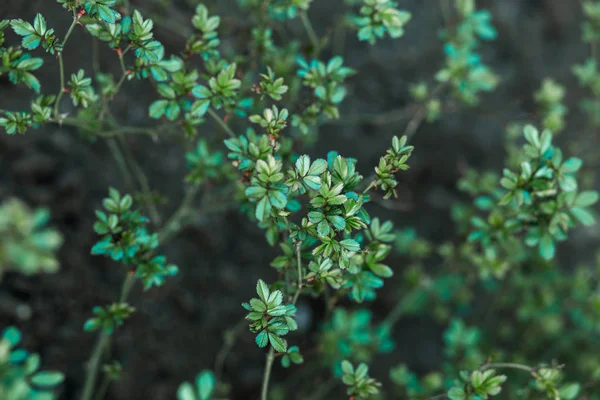 Malé zelené listí Bushe na pozadí přírody — Stock fotografie