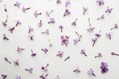 beyaz bir arka plan üzerinde leylak çiçek dokusu