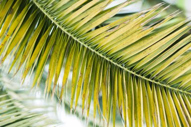 Güneş ışığı ile Tropikal palmiye yaprakları, çiçek desen arka plan