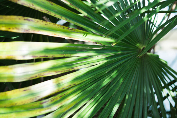 Tropical palm leaves with sunlight, floral pattern background