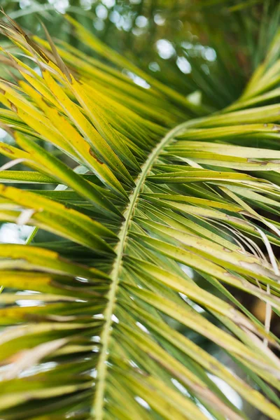 Güneş ışığı ile Tropikal palmiye yaprakları, çiçek desen arka plan — Stok fotoğraf