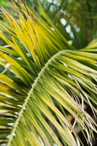Foglie di palma tropicale con luce solare, sfondo motivo floreale — Foto Stock
