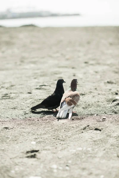 Két galambok szerelmes a strandon — Stock Fotó