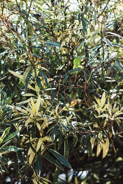 Świeże małe zielone liście Bush na tle natury — Zdjęcie stockowe