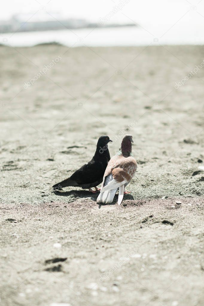 Two doves in love on the beach