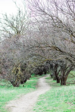bahar ormanı, yapraksız ağaçlar ve yeşil çimenler