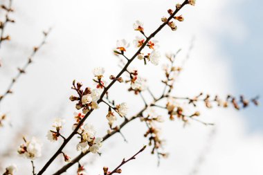 İlkbaharda güzel çiçekli kayısı ağacı
