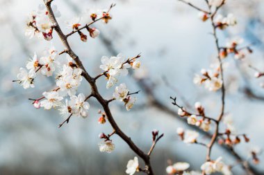 İlkbaharda güzel çiçekli kayısı ağacı