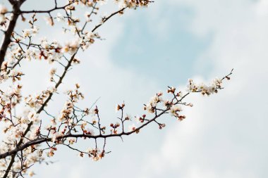 İlkbaharda güzel çiçekli kayısı ağacı