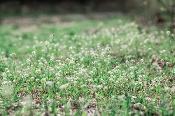 Un campo verde con flores silvestres blancas, flores de primavera —  Fotos de Stock