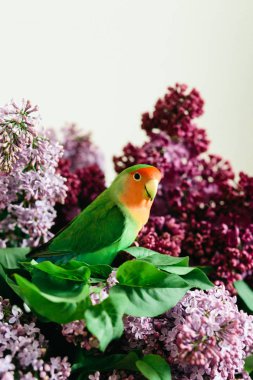 Leylak bir buket üzerinde oturan sevimli papağan muhabbet kuşları