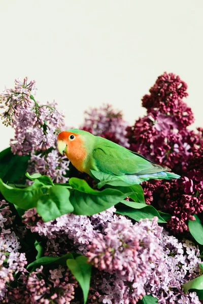 Aranyos papagáj tubicáim ül egy csokor lila — Stock Fotó