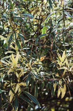 Tropikal Bitki, çevre, fotoğraf konsepti doğa ve bitki.