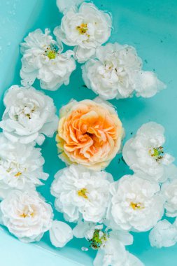 mavi arka planda suda gül çarpıcı çiçek dokusu