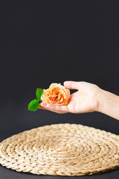 beautiful rose in hand over napkin on black background