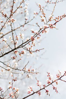 İlkbaharda güzel çiçekli kayısı ağacı
