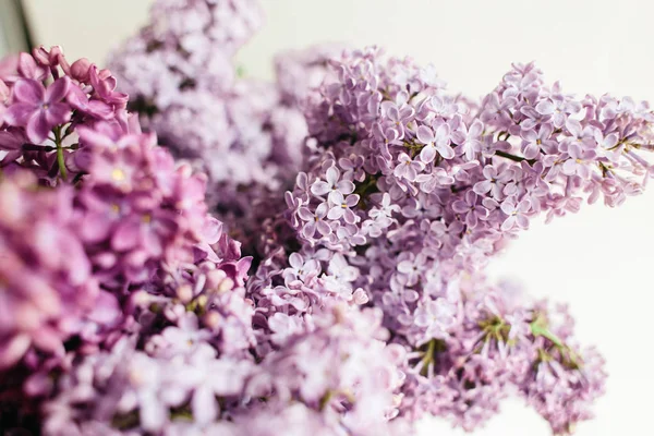 Purple floral texture of lilac on a white background