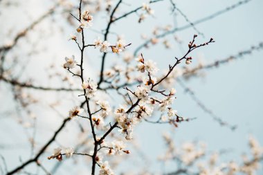 İlkbaharda güzel çiçekli kayısı ağacı