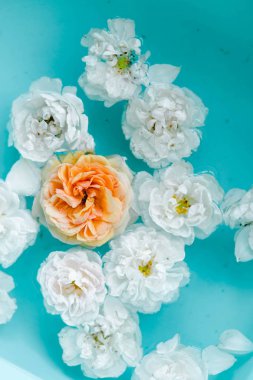 Mavi arka planda suda gül hassasiyet çiçek doku