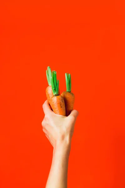 Un mazzo di carote fresche in mano su sfondo rosso . — Foto Stock