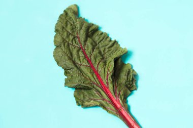 Taze organik yaprak pancar, mavi arka plan üzerinde pancar.