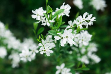 baharda açan beyaz kokulu kiraz çiçekleri