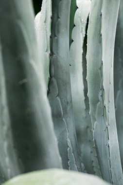 Dikenli arka plan ile Yeşil agav yaprakları. Yeşil dikenli agave yakın çekim