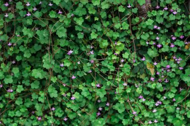 ilkbaharda Bush yakın çekim pembe çiçekler açan